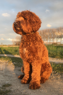 Avondrood 1 jr oud