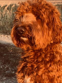Avondrood op Cooper