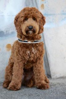 Fotomodel Cooper