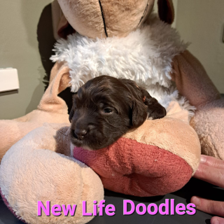 Zo schattig
