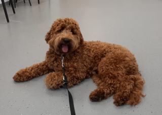 Finch bij de oogarts