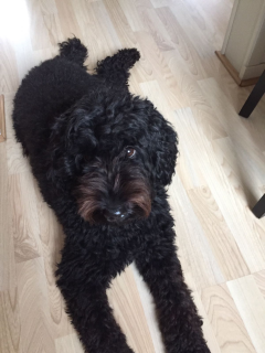 Lieve Indy