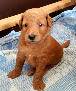Jenice als pup