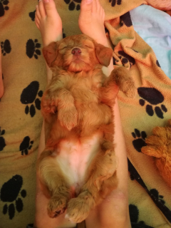 Relaxte pup Jentl