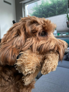 Lievelingsknuffel