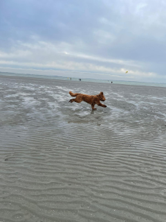 Zeeland hond