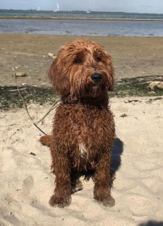 Zeeuwse hond
