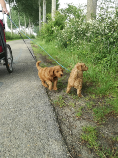 Aan de wandel
