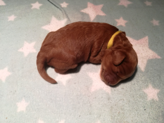 Nova is geboren
