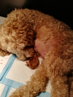 Nova met Quincy