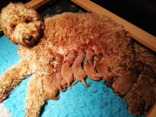 Novas eerste 8 ling