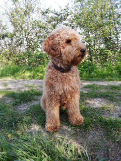 Teddy nova