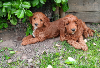 2 dotjes van Quincy