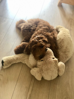 Grote vriend de doodle