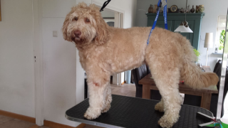 Getrimd door Lilian