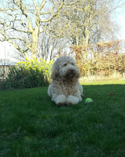 Gooi de bal