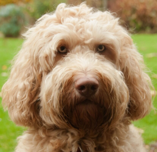 Sunny onze bink