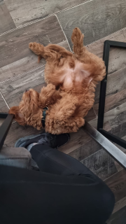 De doodle houding