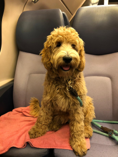 Mee in de trein