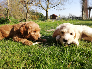 Alles samen