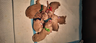 Yindy's eerste kids