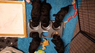 Black beauty's