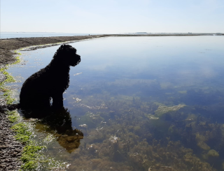 De Zeeuwse kust