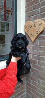 Dochter van Zanta