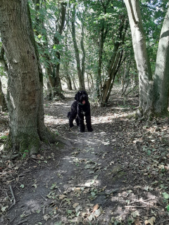 Hobby wandelen