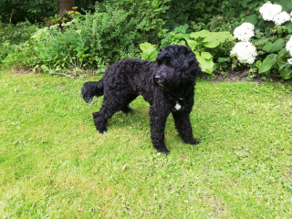 Mooie black beauty
