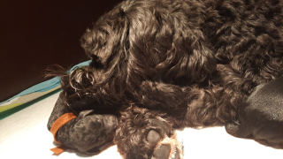 Zanta's puppy's