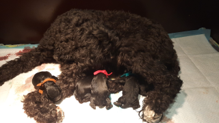 Zanta is mama