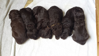 All chocolate