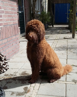 Bo op visite