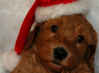 Kerstkaartfoto
