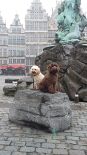 Naar antwerpen