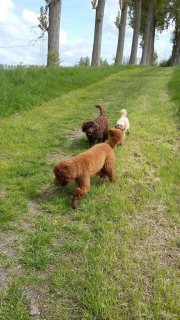 Samen rennen