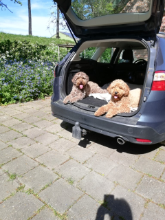 Gek op autorijden