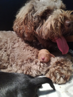 Zo blij met pupje 1e nest