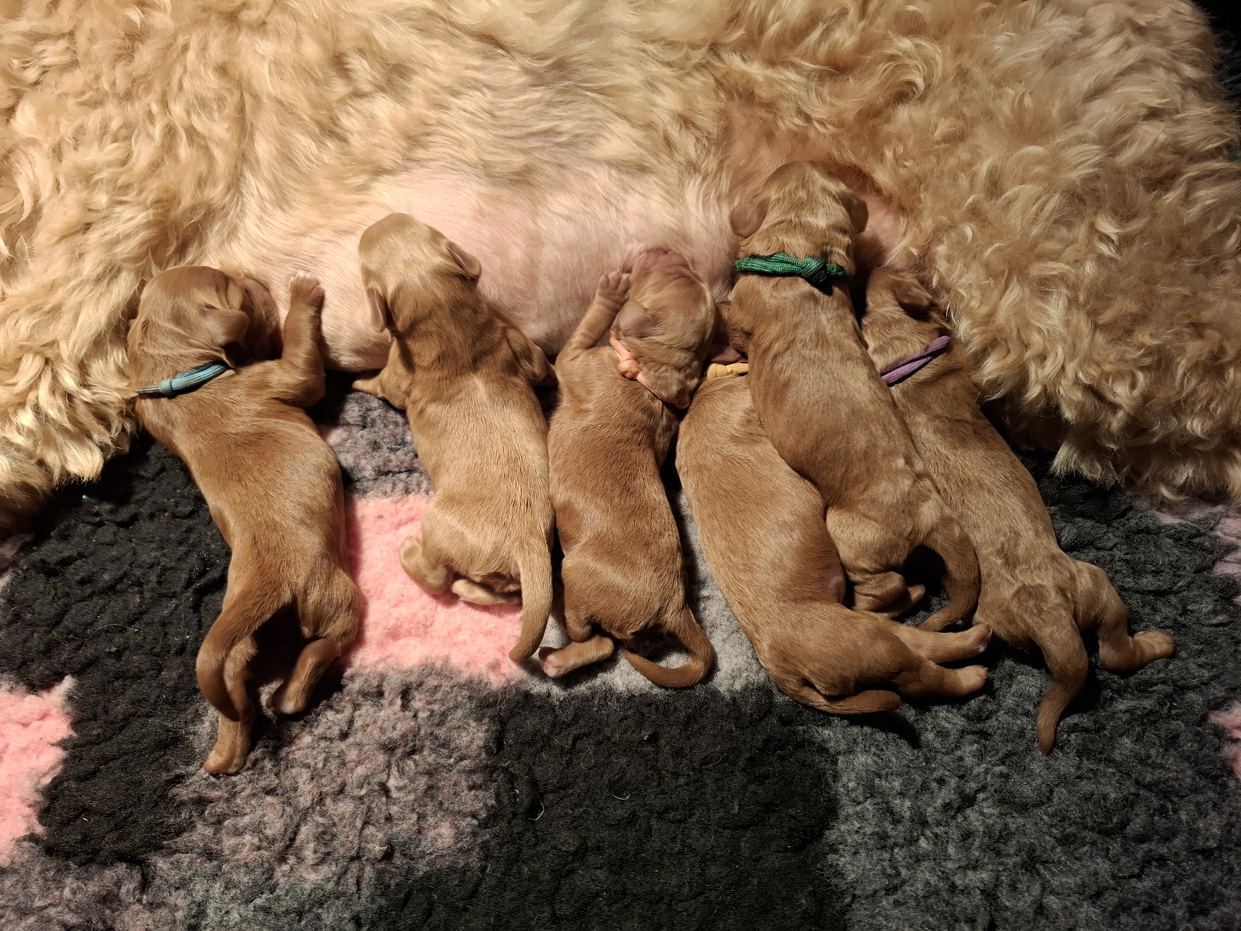 Jentl heeft pups! 4-8-25