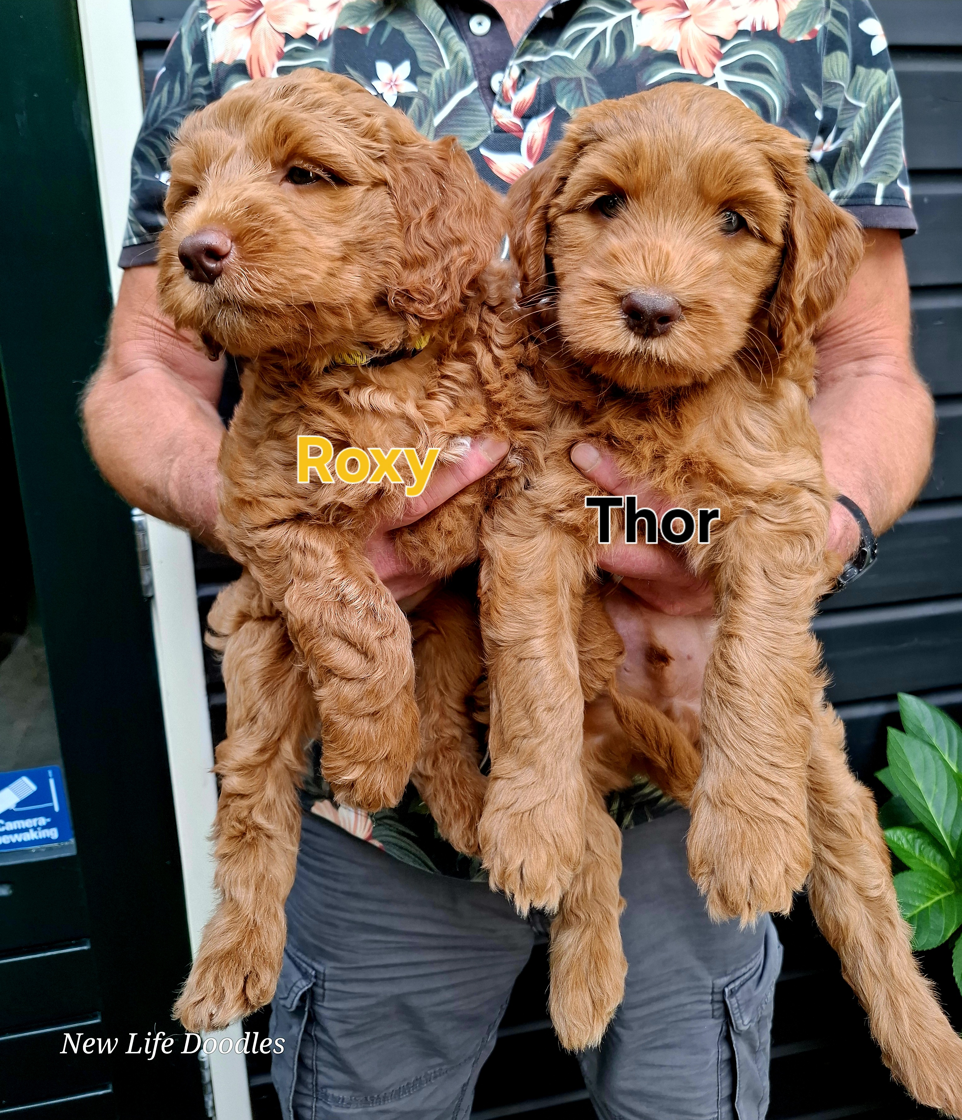 Roxy en Thor
