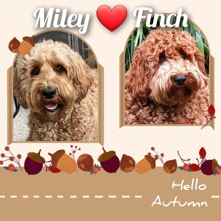 Dekking MILEY/FINCH 22-9-23