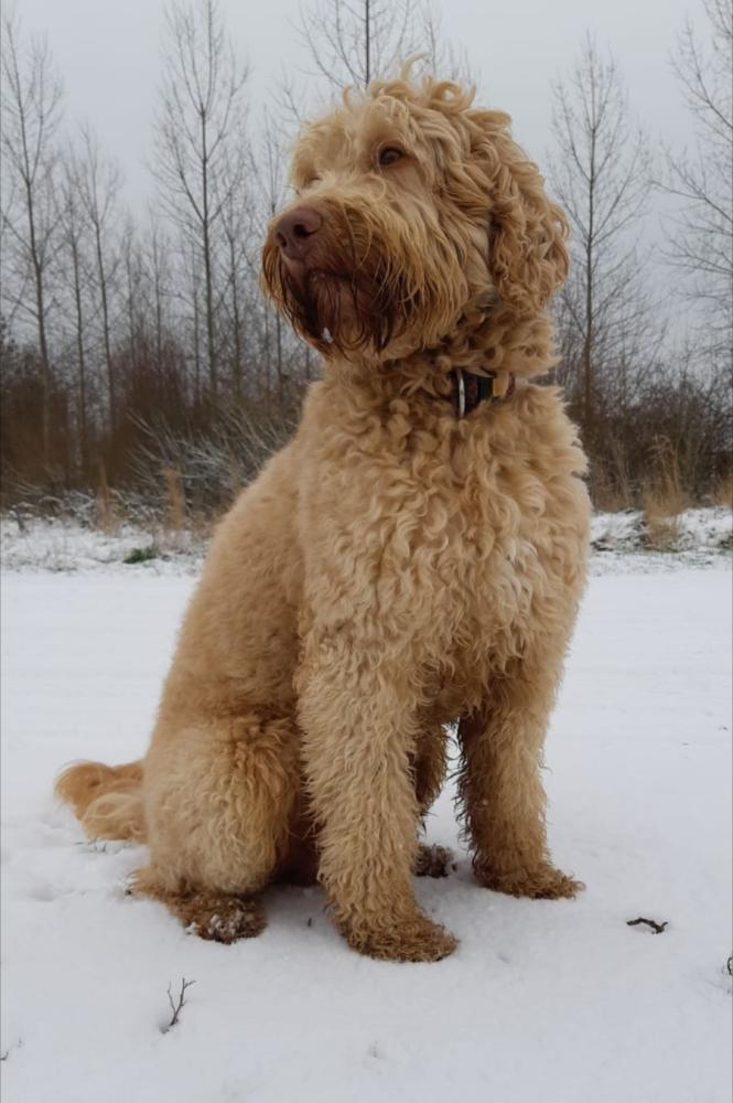 Sunny (pensioen, vader, opa en overgrootvader van onze dames)