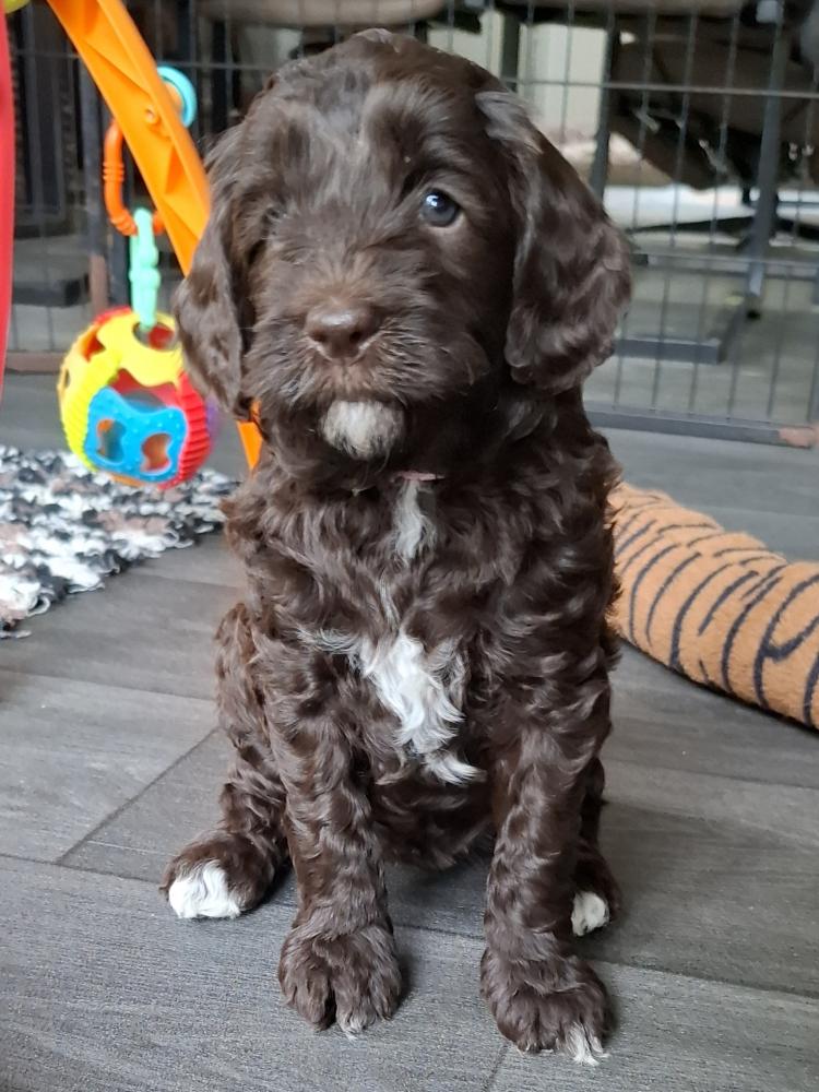 Fiică, nieuwe aanwinst voor onze roedel