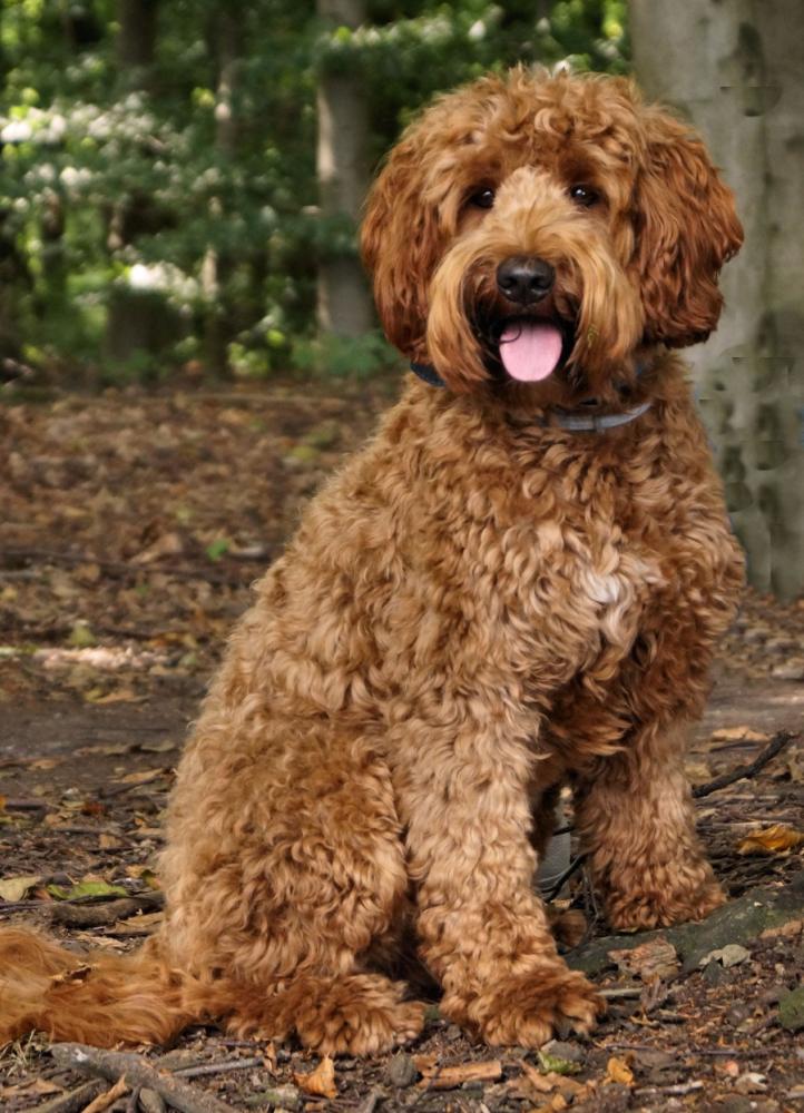 Cooper