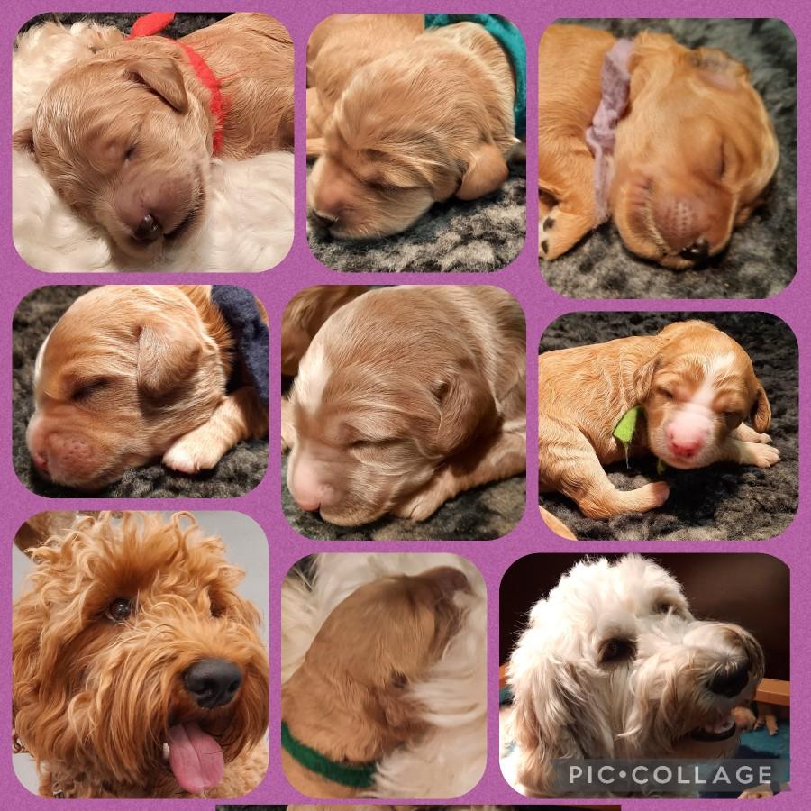 Puppy's Yindy/Finch