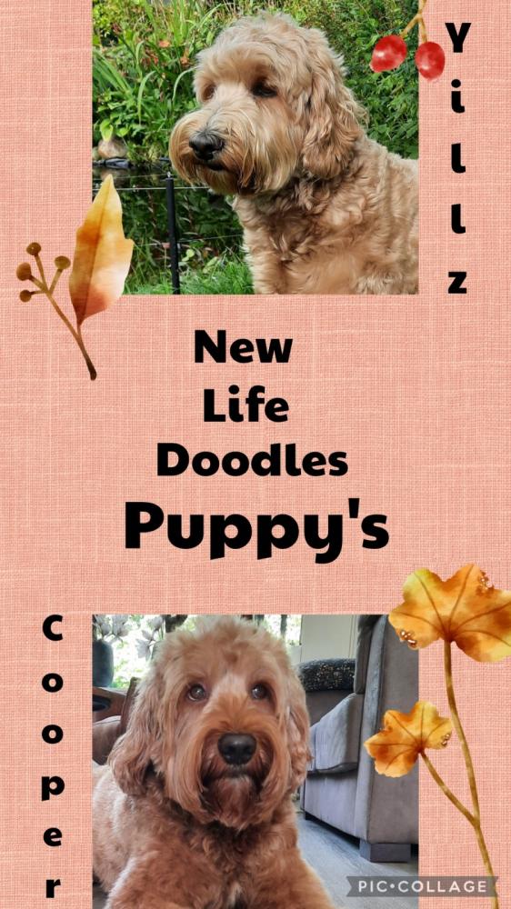 Puppy's voor Yillz/Cooper (14-11-23)
