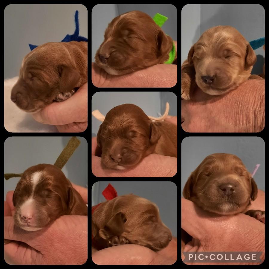 1 Pup van Miley/Cooper nog beschikbaar 19-6-22