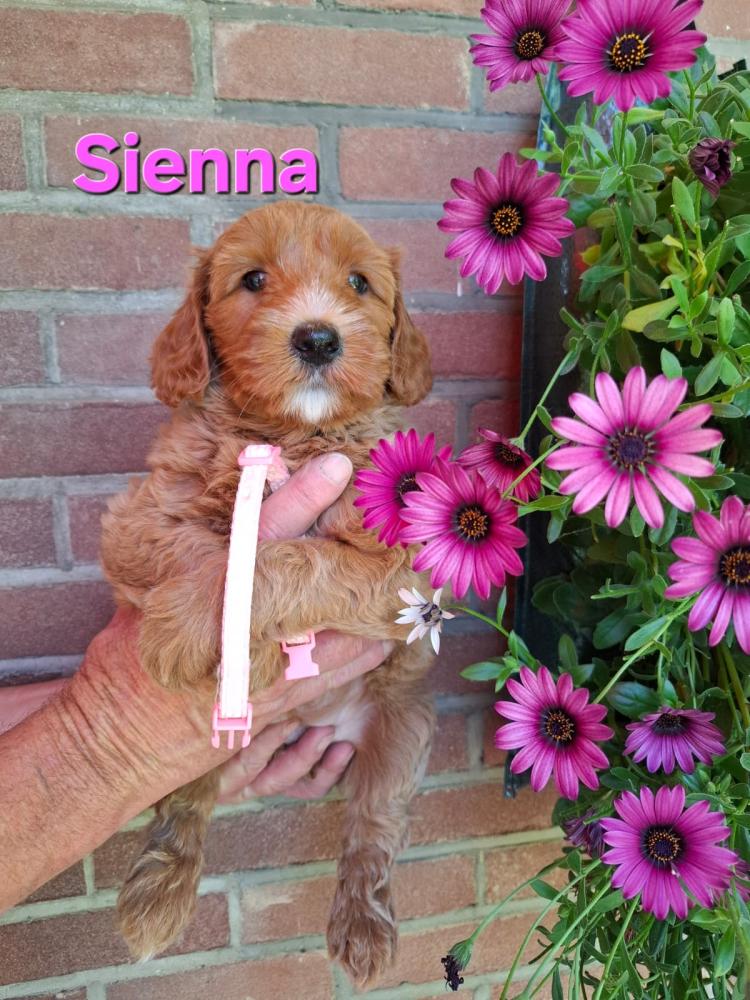 Sienna