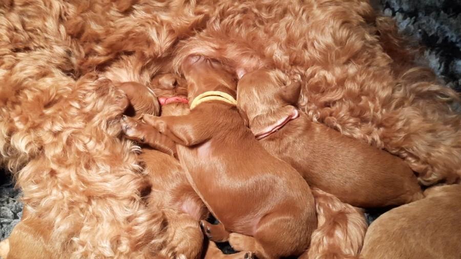 Pups Quincy/Finch 21-08-23